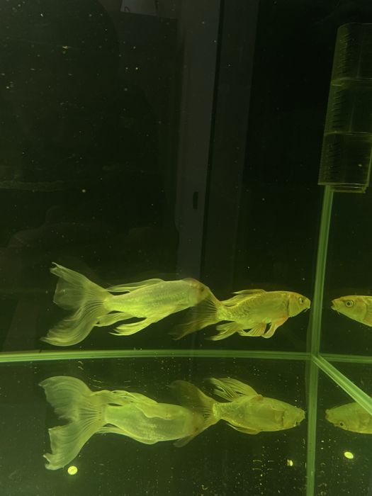 Карп кои бабочка