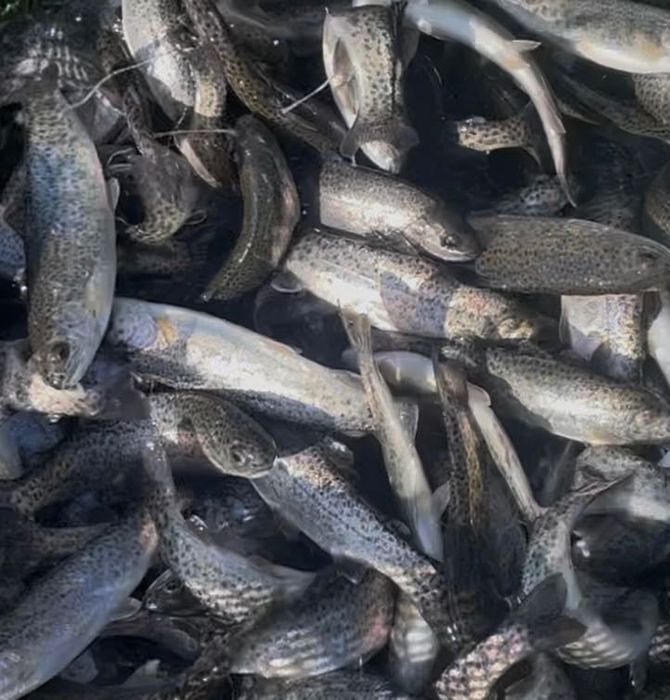 Puiet păstrăv curcubeu