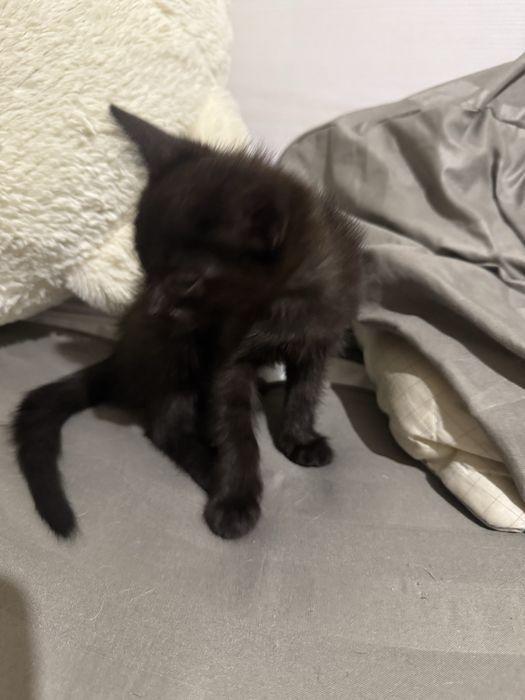 котенка в добрые руки