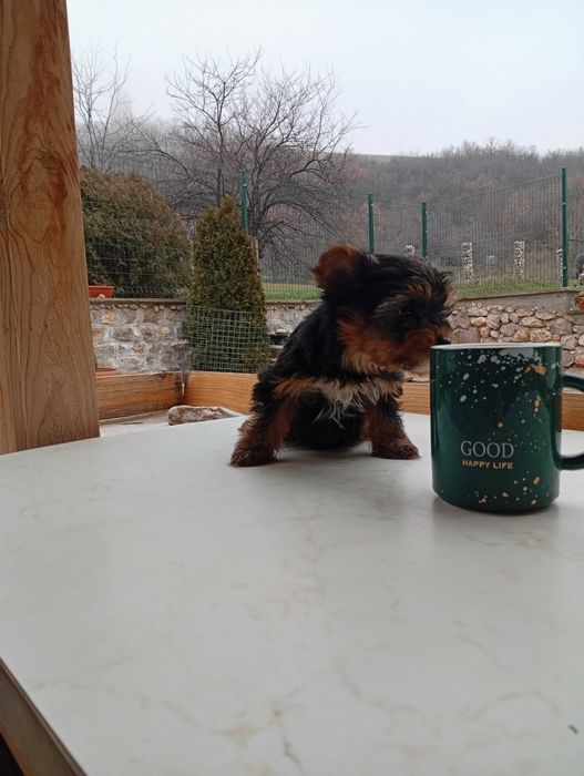 Продавам йоркширски териер