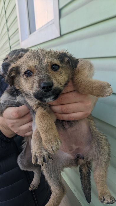 Крысоловы шустрые