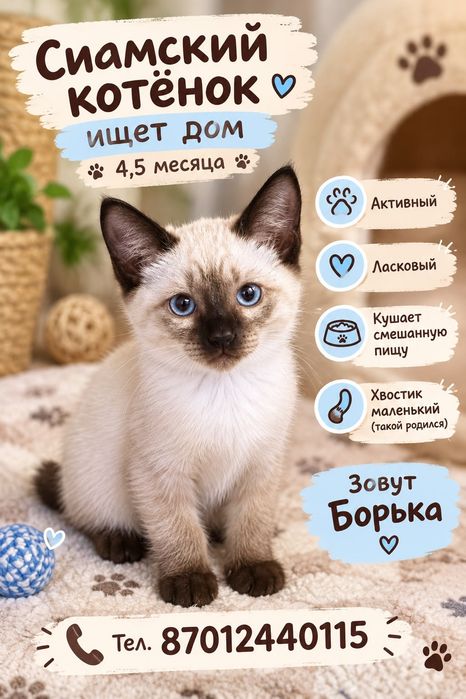 Славный малыш ищет дом