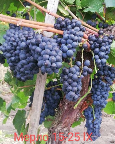 Лози за вкореняване