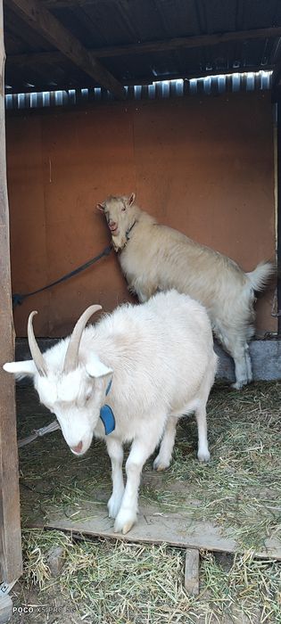 Пародисты Козёл и Каза