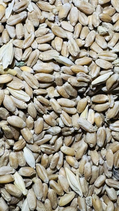 Ячмень семенной чистый