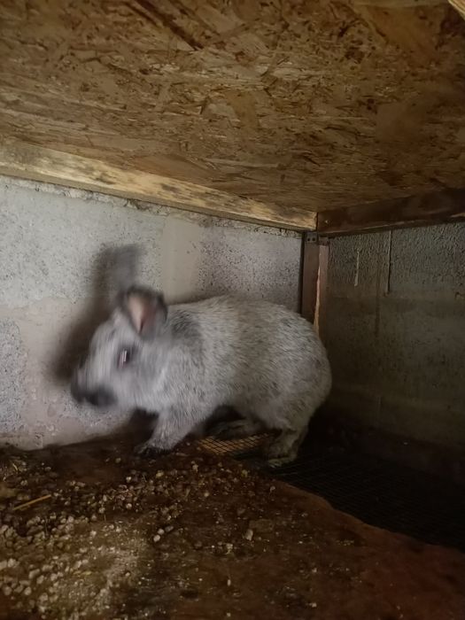 Продам кроликов, кролов