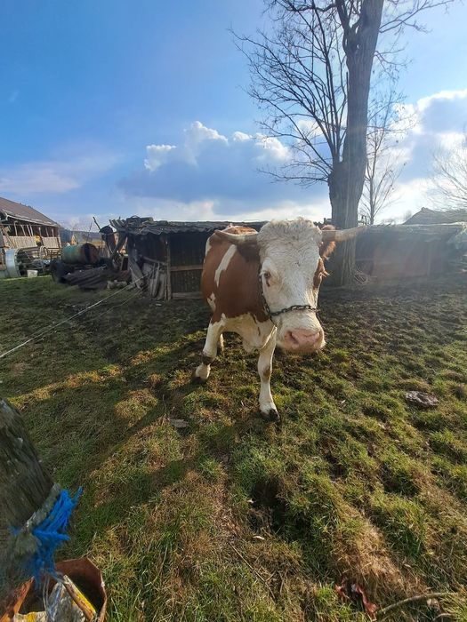 Vând vaca cu lapte