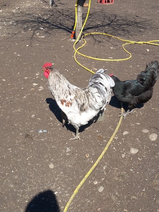 Oua incubat australorp