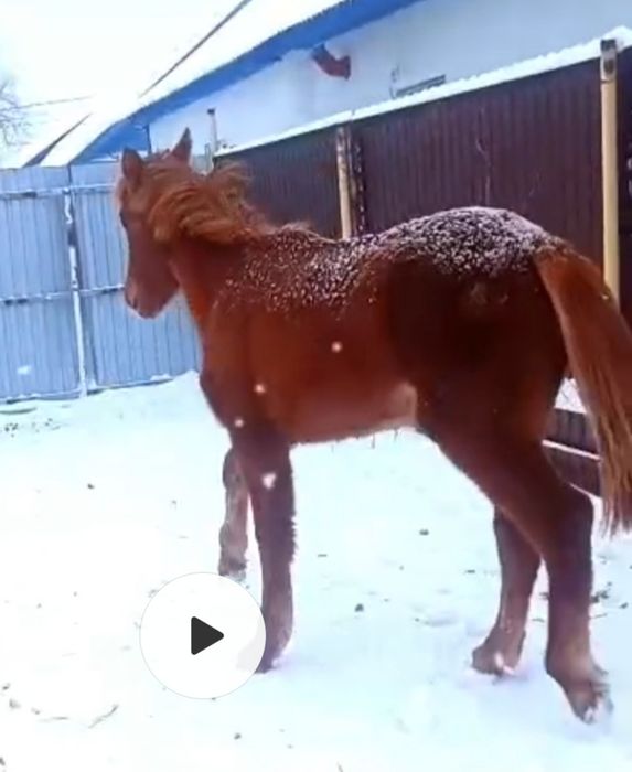 Ұрғашы жабағы сатылады