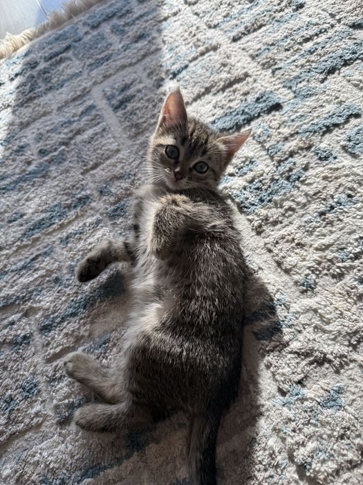 Отдам бесплатно