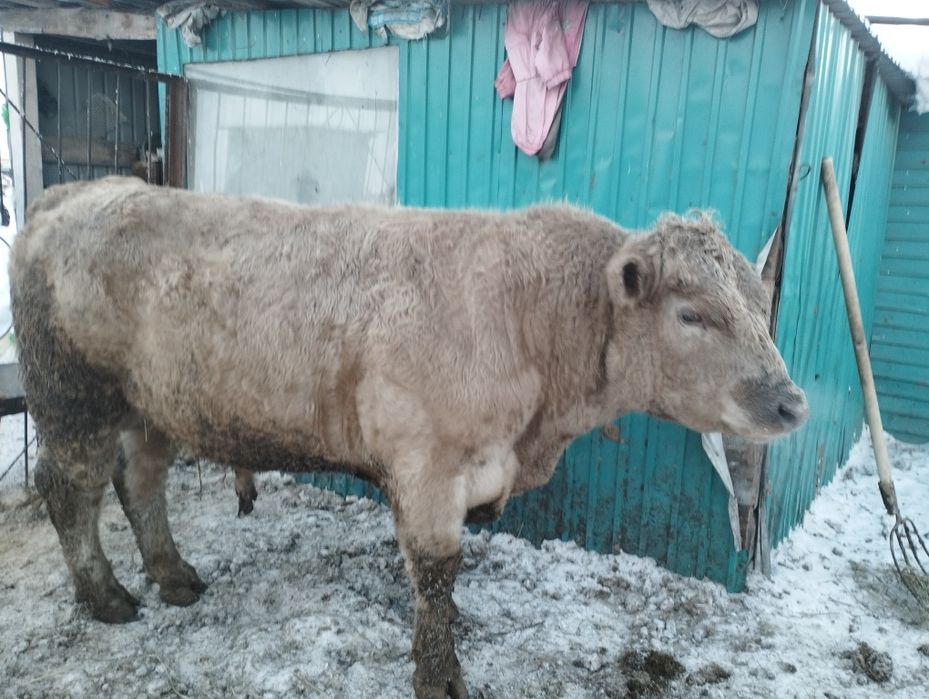 Ауликоль. Ангус. На племя .