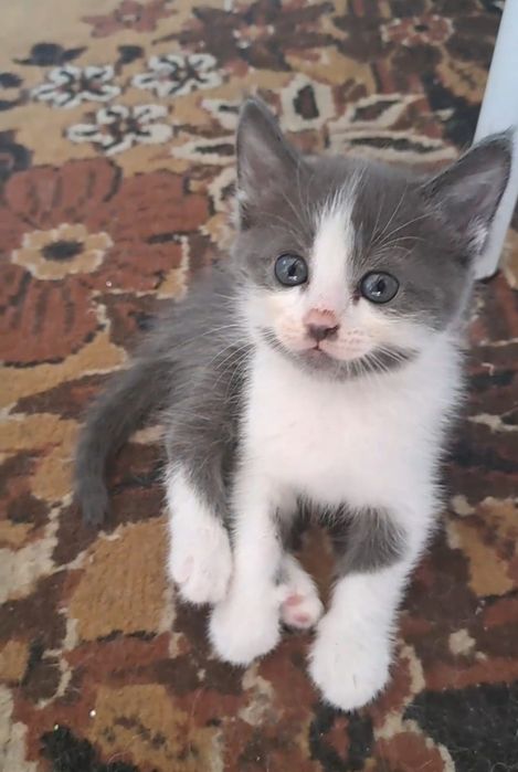 Котята отдам в хорошие руки