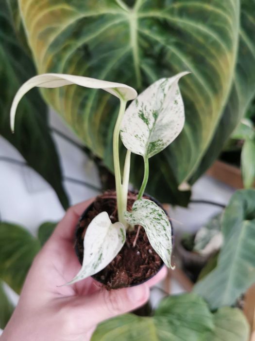 Monstera White Monster