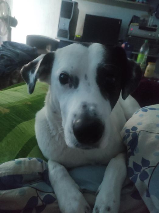 Порода: брейдън, Подарява се ,търси грижовни стопани