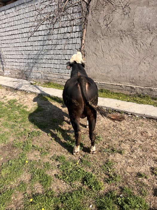 Бык бұқа буқа қошқар тоқты еркек