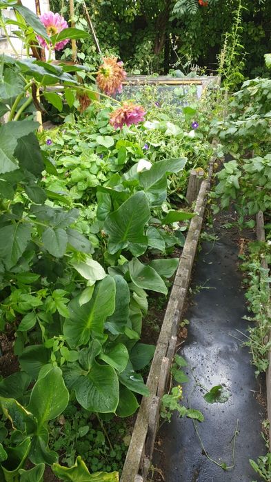 Продаю дачу Каучук.