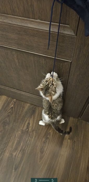 Котёнок 7 месяцев
