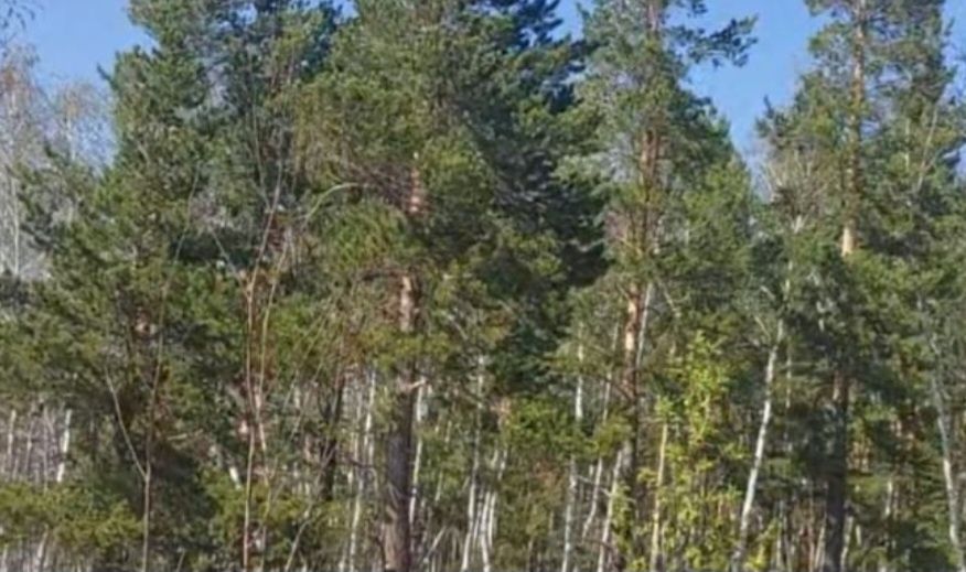 Срочно продаю участок Щученск Дача  рядом лес