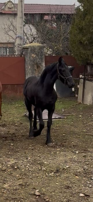 Mânz Frizian 10 luni