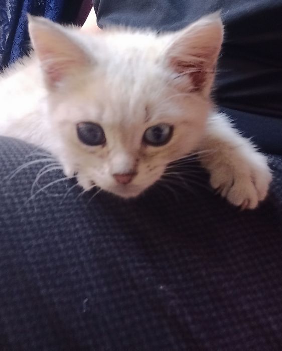 Котенок ,девочка в заботливые руки