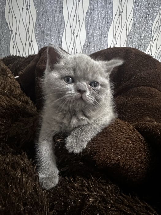 Mushuk sotiladi skottish strayt