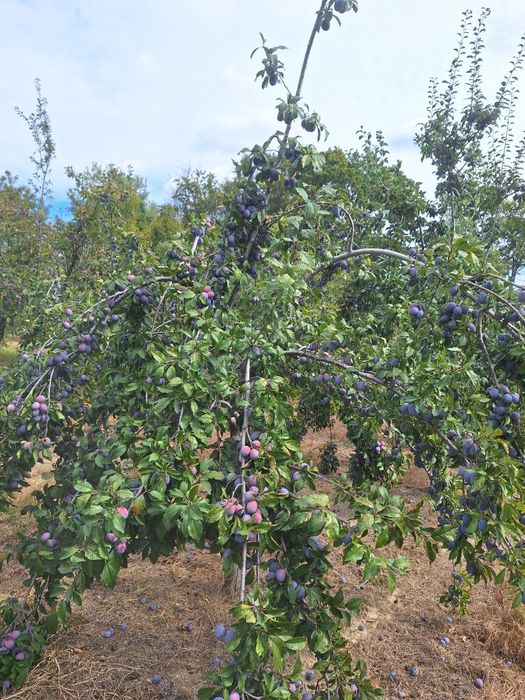 Prune de vanzare