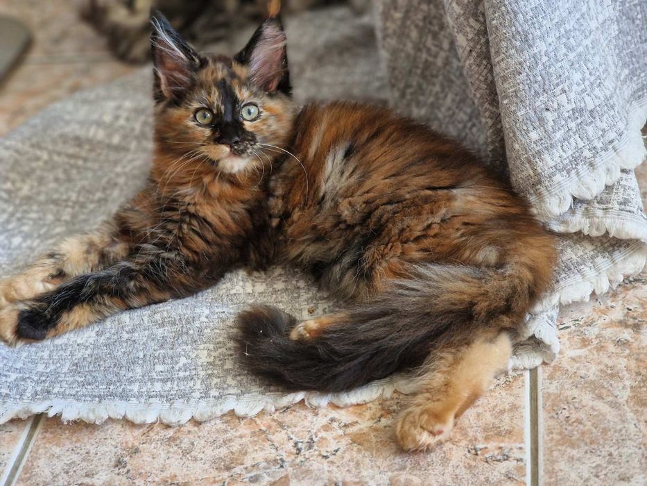 Котенце Мейн Куун