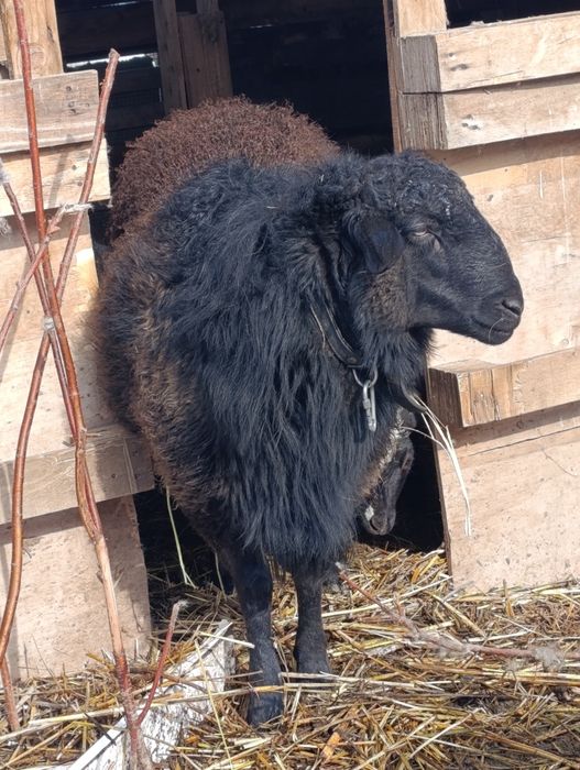 Кошкар-улучшитель