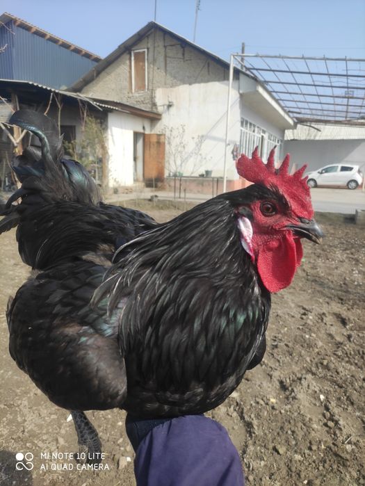 Qora shahzoda. Tuxum