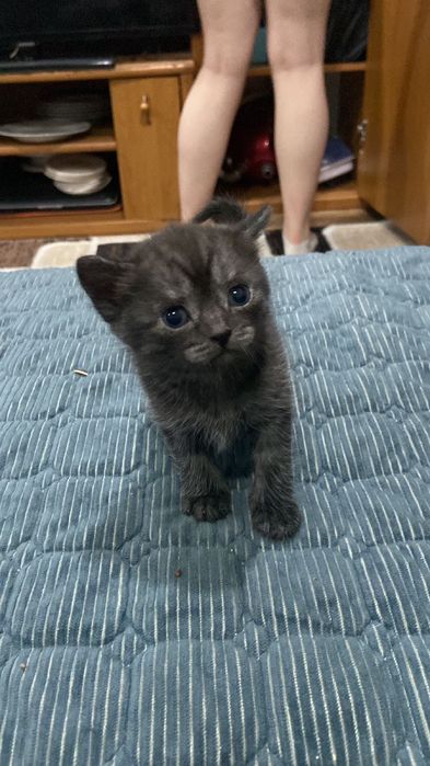 Котенок британец