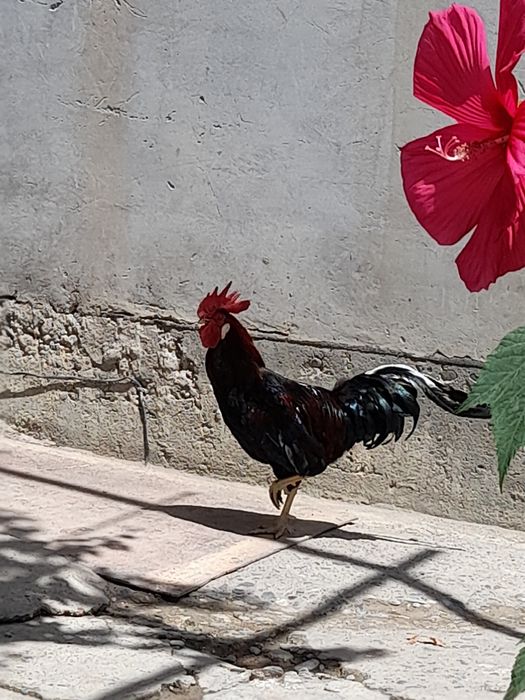 Продаётся петух с  большим гребнем!