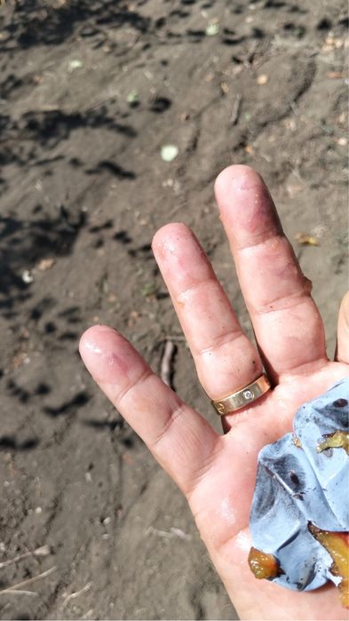 Prune  dulci tuica