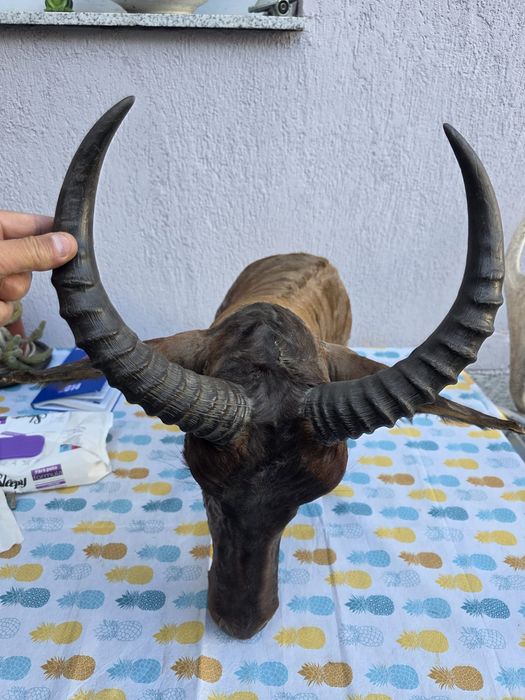 Obiect vechi de antichitate