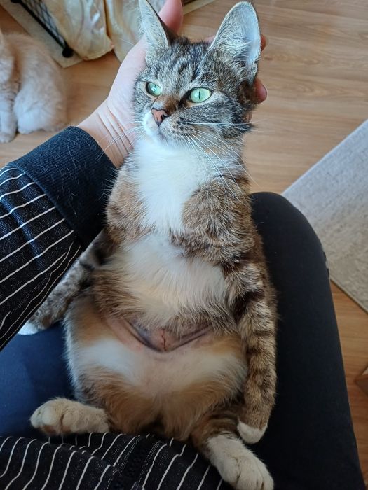 Маленькая рысь с золотым сердцем ищет дом!