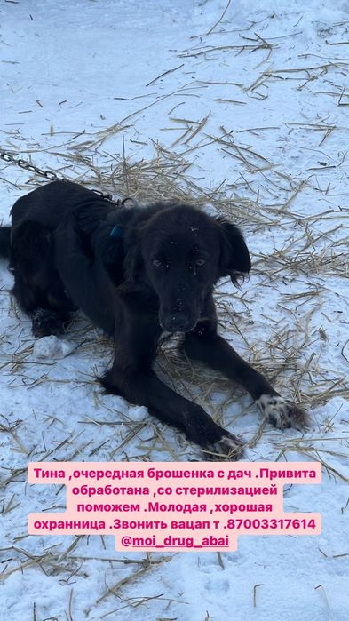 Собаки щенки ищут дом