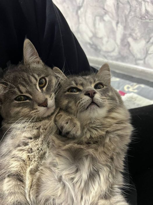 Отдаю в добрые руки