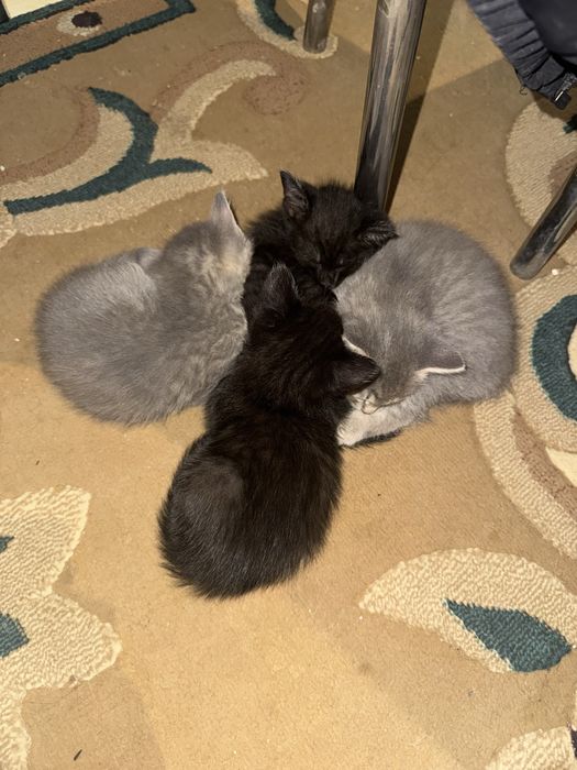 Котята, все мальчики