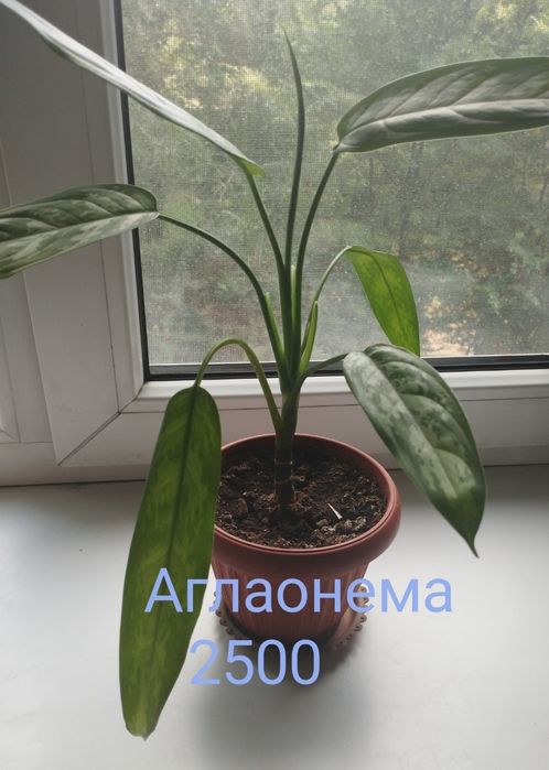 Комнатные растения