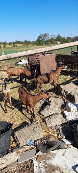 Țap carpatin francez de vînzare