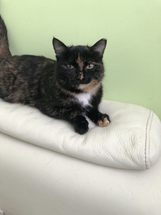 Любимые животные