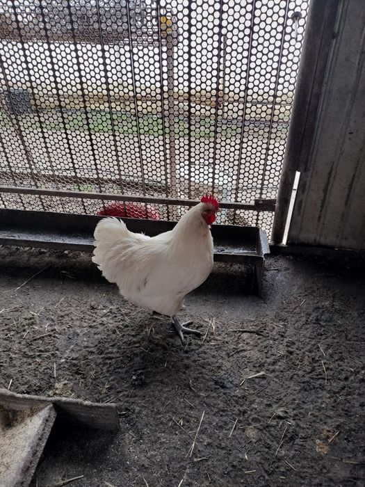 Vând cocoși de rasă