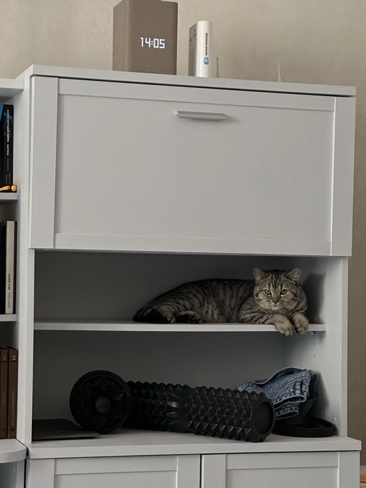 Вязка Кот Скоттиш-страйт