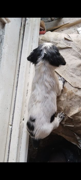 Щенки русский спаниель