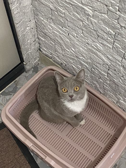 Отдам кота в добрые руки