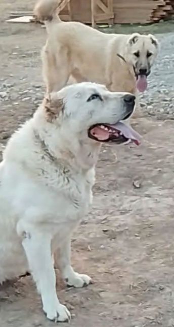 Ургашы сатылады.