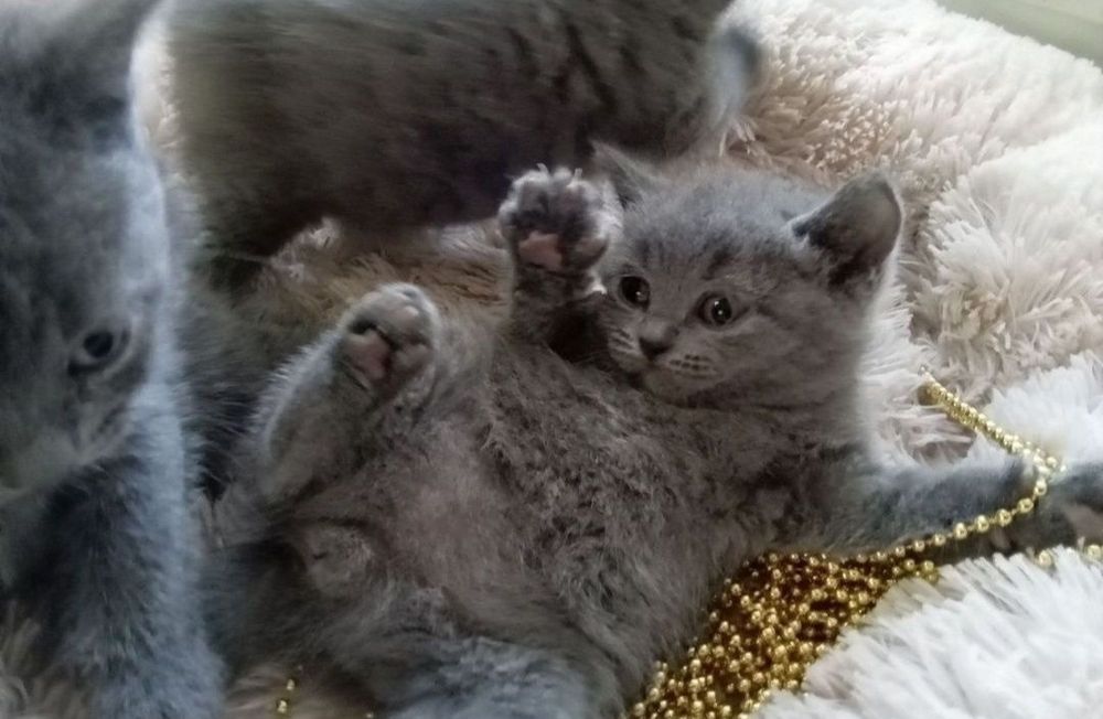 Котята мальчики и девочки 1.5 мес