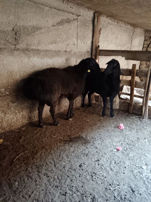 Кошкар сатылады дены сау