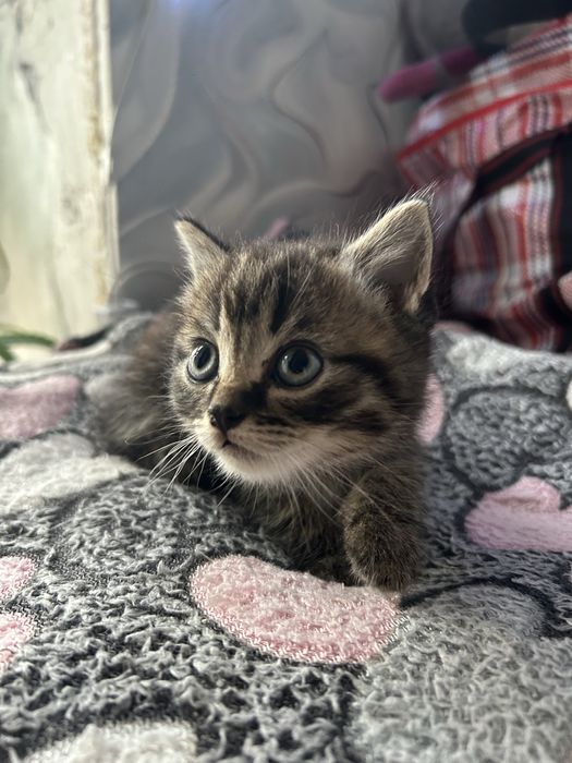 Котята британцы