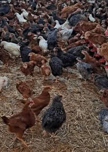 Bună ziua pui rasa mixta albi