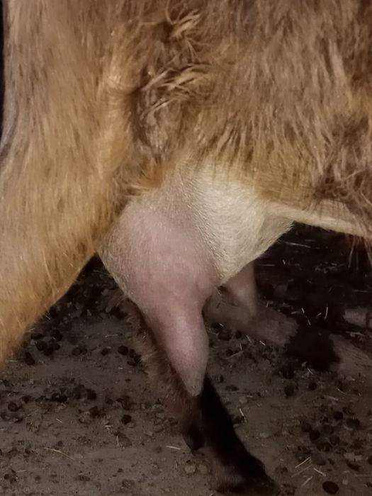 ЕШКІ сатылады НУБИ